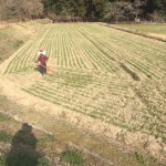 肥料散布する代表